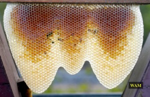 a growing comb with new honey