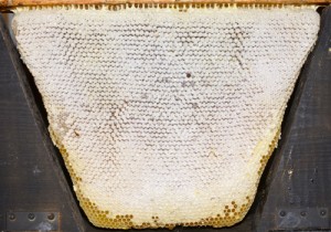 HoneyComb