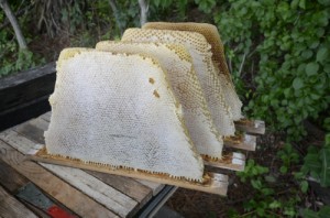Honey Harvest of combs