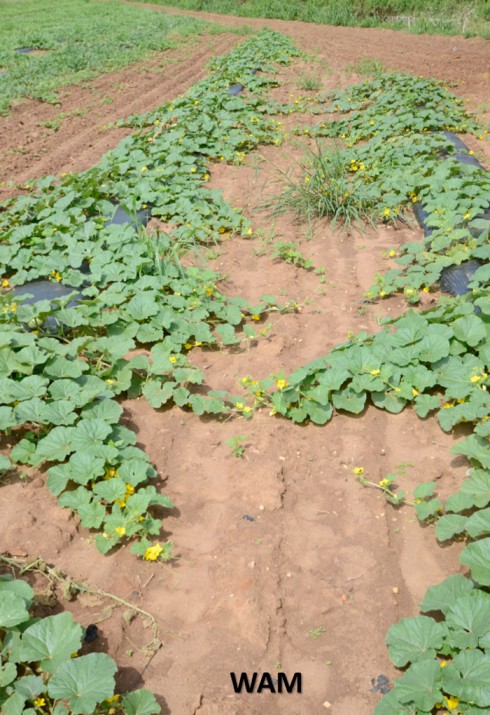 cantaloupe field