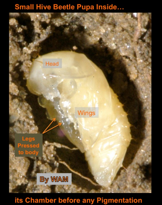 small hive beetle pupa (white) underground