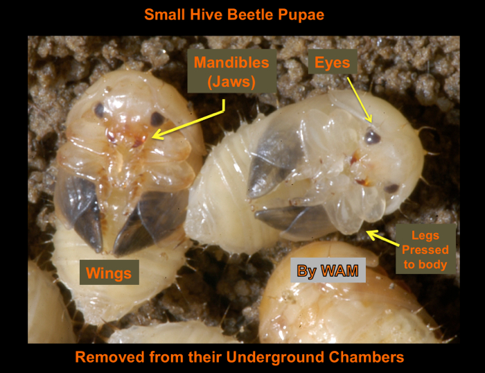 small hive beetle pupae (darker) underground.