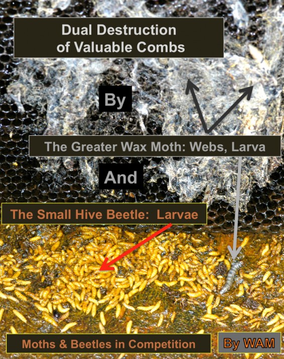 small hive beetle larvae on floor of the hive