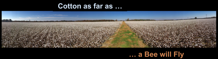 a cotton field